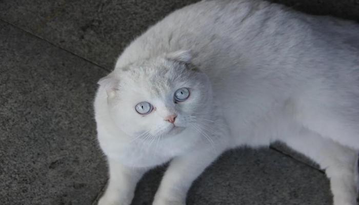 Hình ảnh mèo trắng đáng yêu
