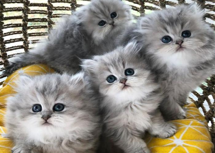 Hình ảnh 4 con mèo đẹp siêu thực