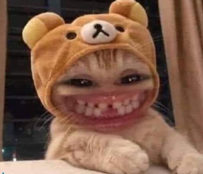 Ảnh meme mèo cực bựa lầy lội
