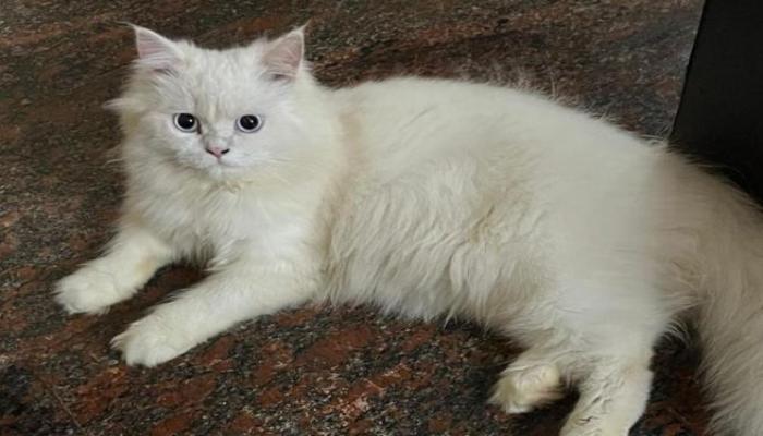 Ảnh mèo anh 34 xinh xắn 