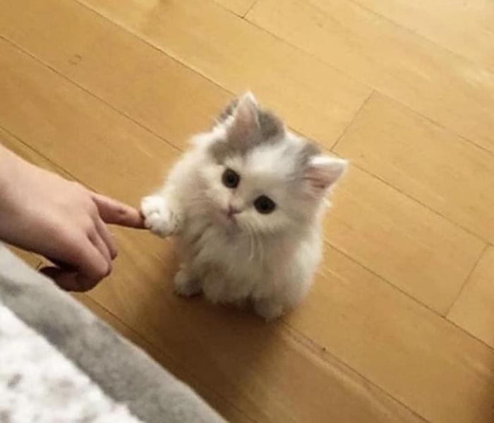 Ảnh mèo anh ba tư meme đáng yêu hài