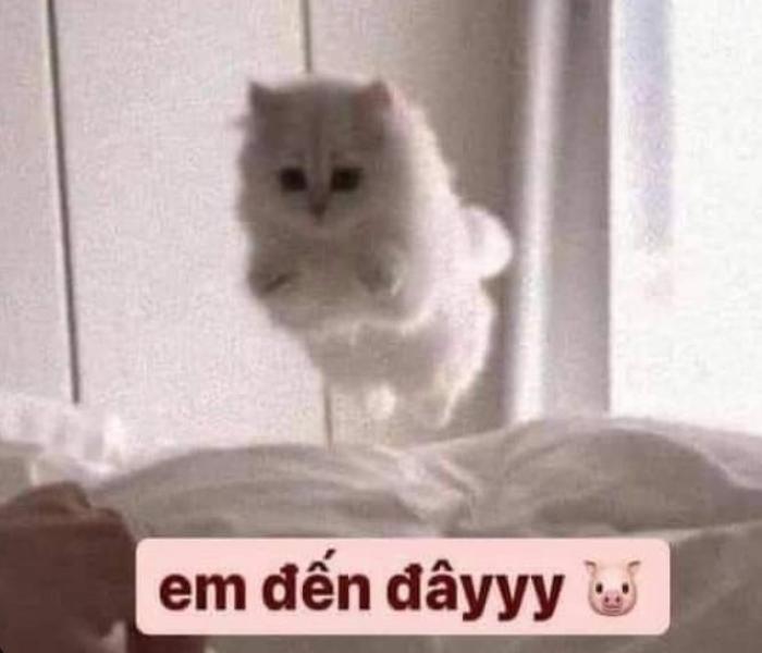 Ảnh mèo anh ba tư meme đáng yêu hài