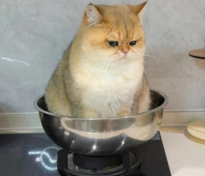 Ảnh mèo anh ba tư meme đáng yêu hài