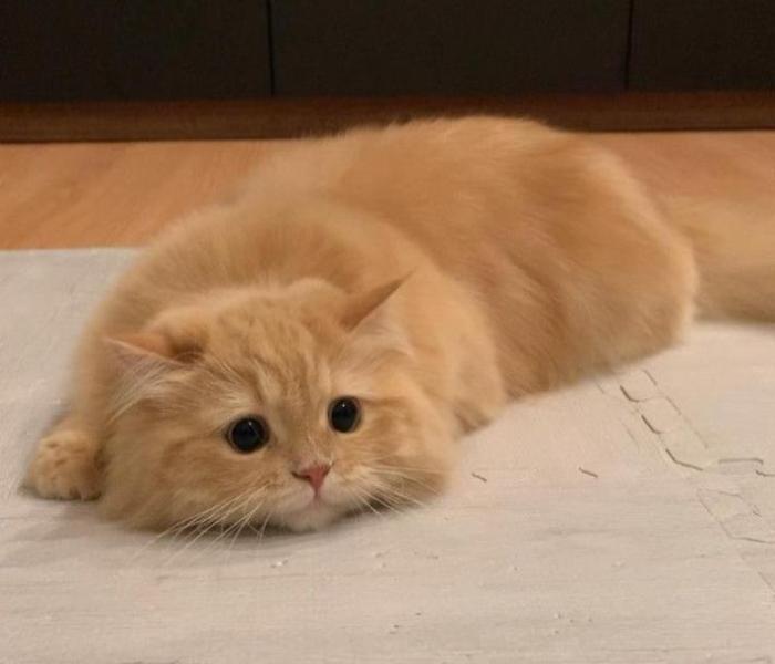 +108 Hình Ảnh Mặt Mèo Meme Cute, Khóc, Cười, Hài Hước Siêu Lầy Lội