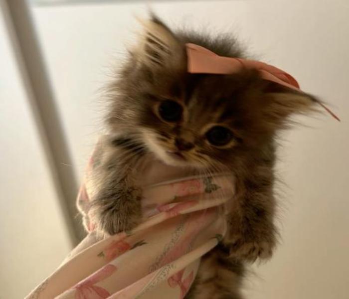 Ảnh mèo cái cute xỉu