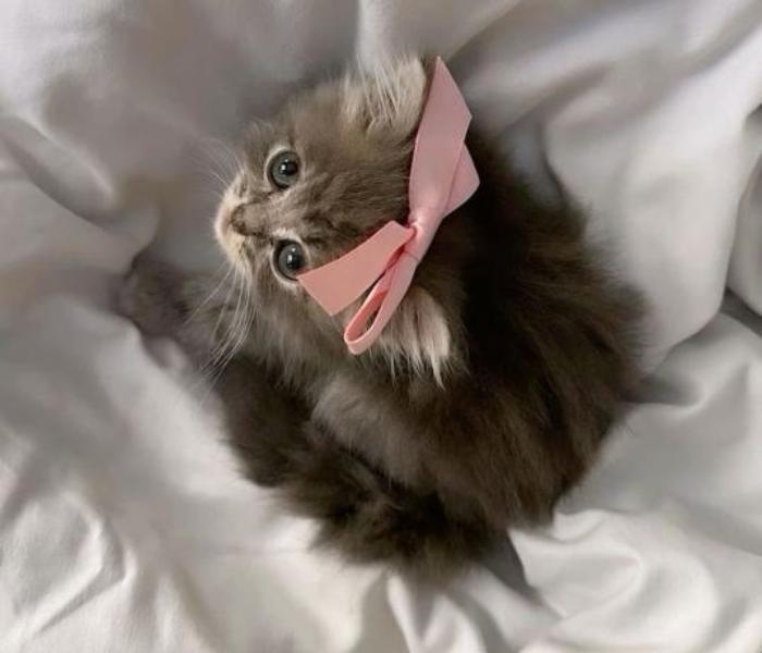 Ảnh mèo cái cute xỉu