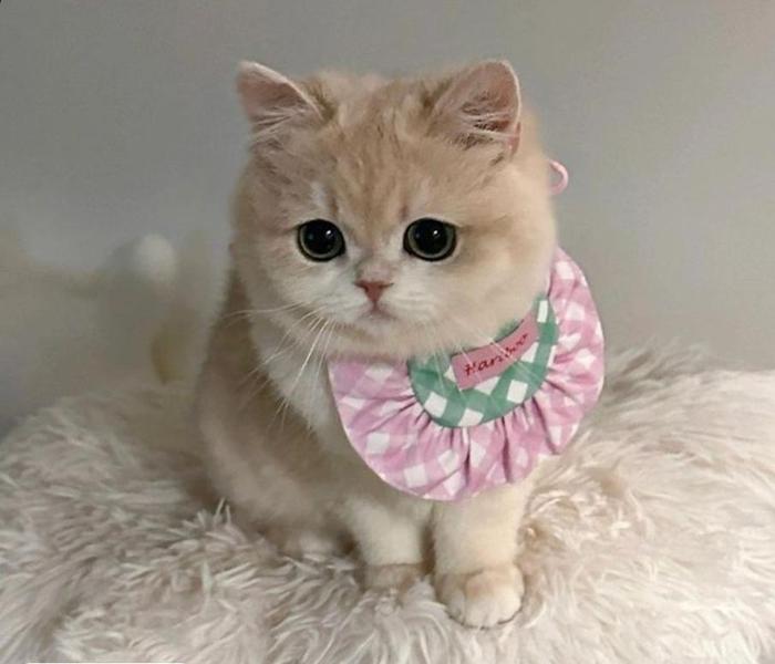 Ảnh mèo cái cute xỉu