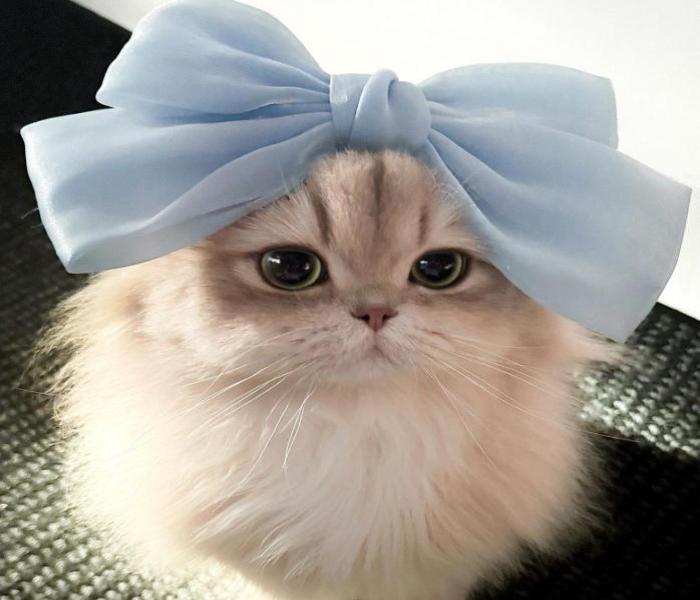 Ảnh mèo cái cute xỉu