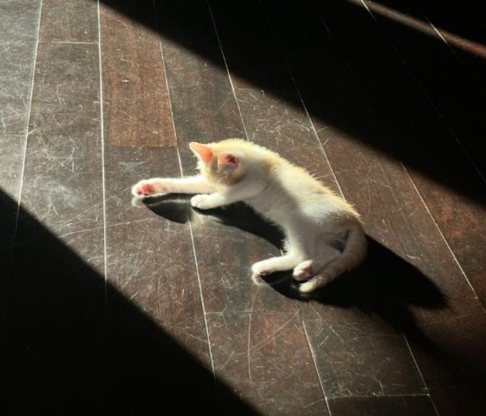 Hình ảnh mèo chill cute