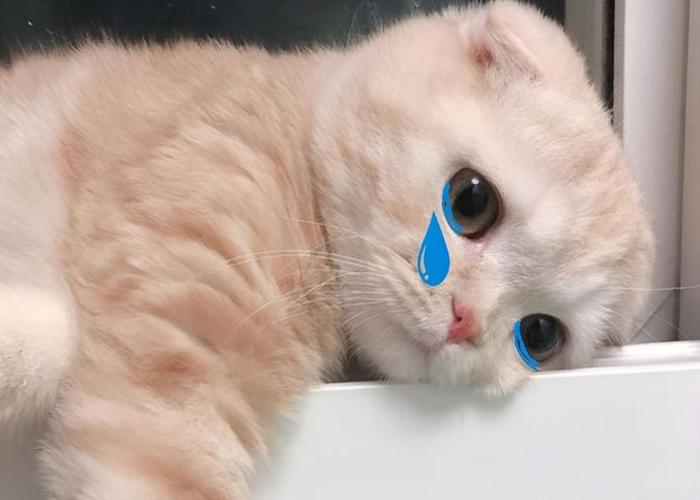 Mèo khóc dễ thương