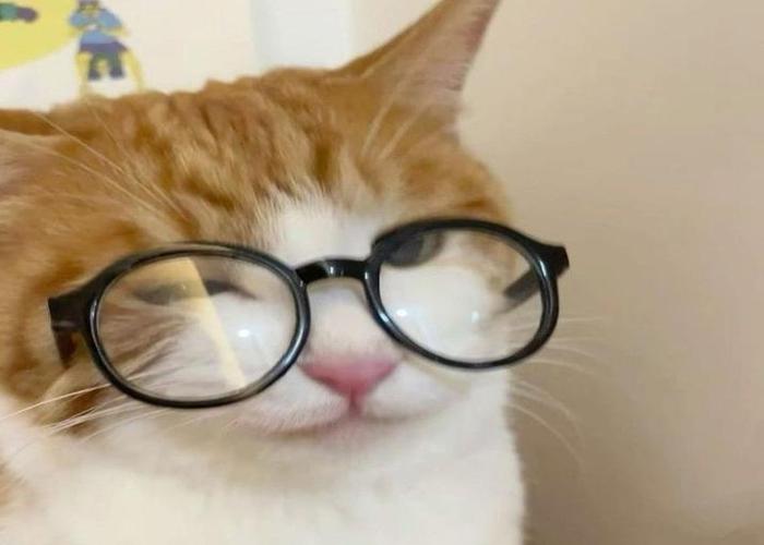 Hình ảnh mèo đeo kính cute dễ thương