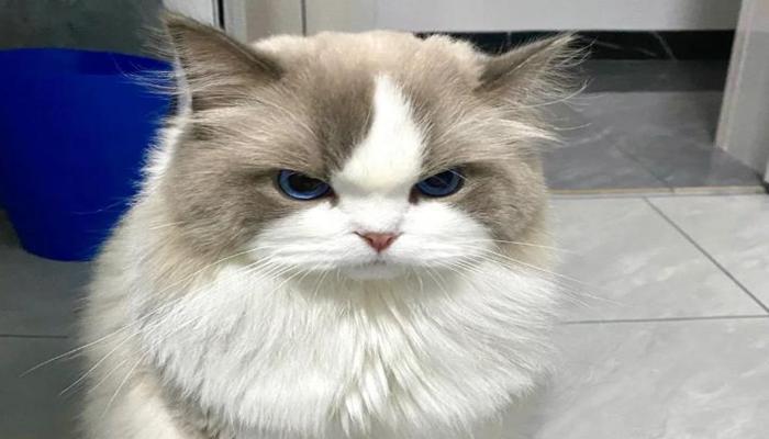 Hình con mèo giận hờn