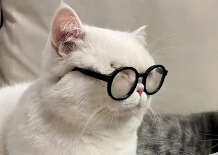 Hình ảnh mèo đeo kính cute dễ thương