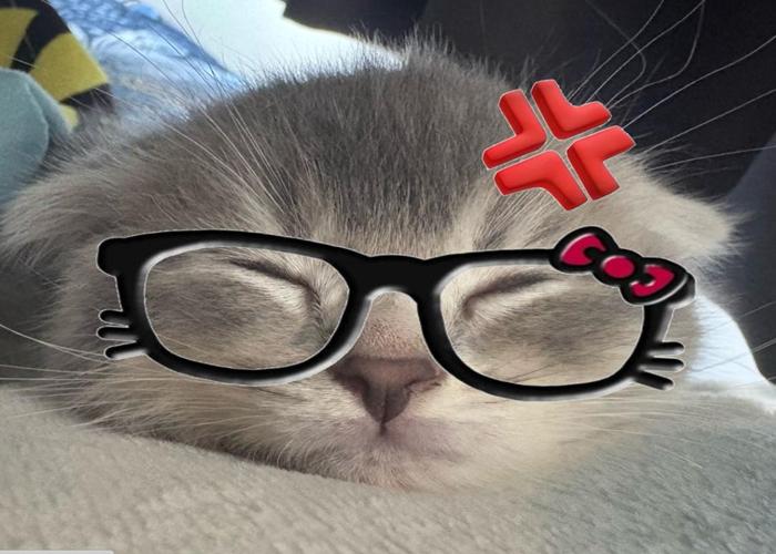 Hình ảnh mèo đeo kính meme hài hước cute