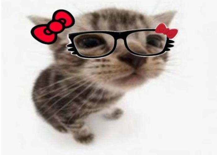 Hình ảnh mèo đeo kính meme hài hước cute