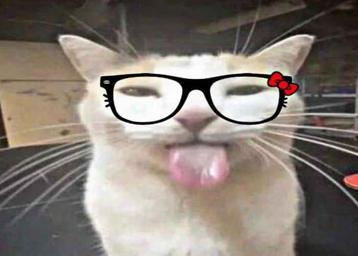 Hình ảnh mèo đeo kính meme hài hước cute