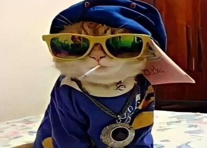 Hình ảnh mèo đeo kính meme hài hước cute