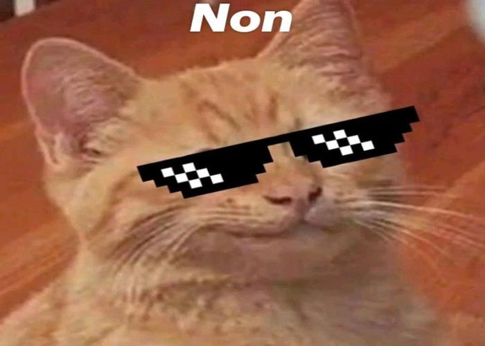 Hình ảnh mèo đeo kính meme hài hước cute