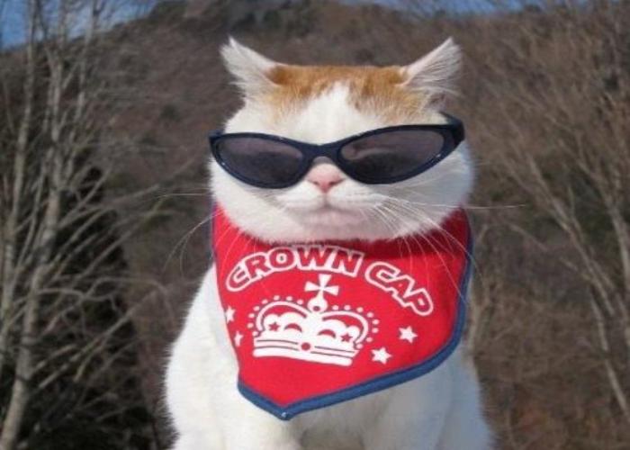 Hình ảnh mèo đeo kính ngầu siêu cool
