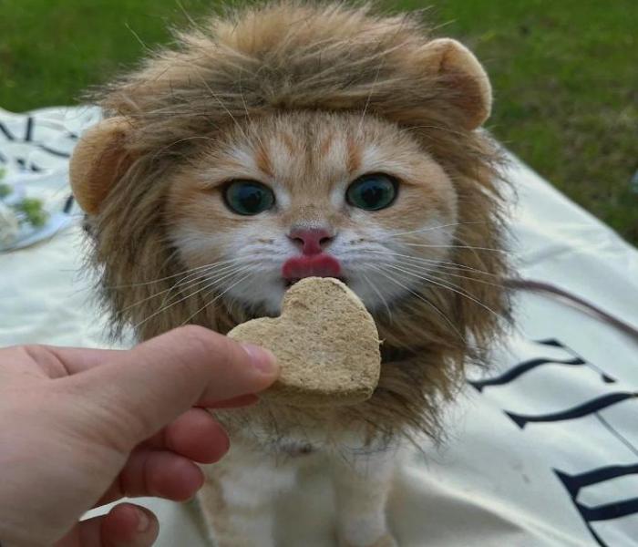 Hình ảnh mèo đực cute đáng yêu