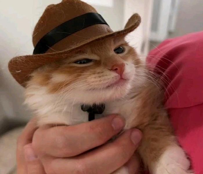 Hình ảnh mèo đực cute đáng yêu