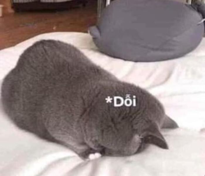 Mèo dỗi cute
