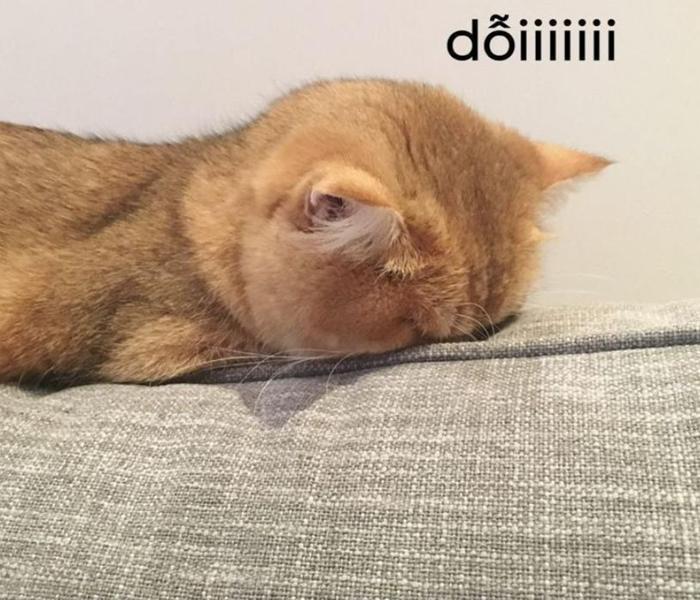 Chọn Lọc +888 Hình Ảnh Mèo Giận Dỗi Meme Cute Gây “Sốt” Mạng Xã Hội