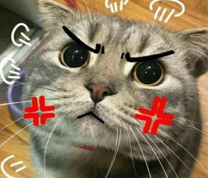 Mèo cáu đáng yêu
