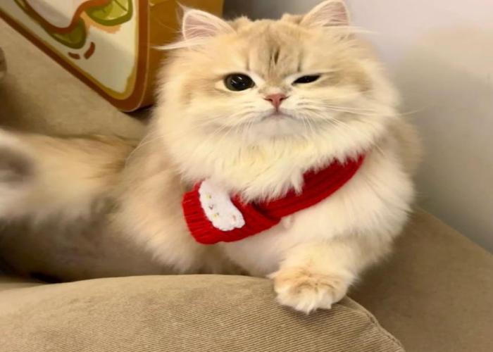 Hình ảnh mèo Giáng Sinh siêu thực cute