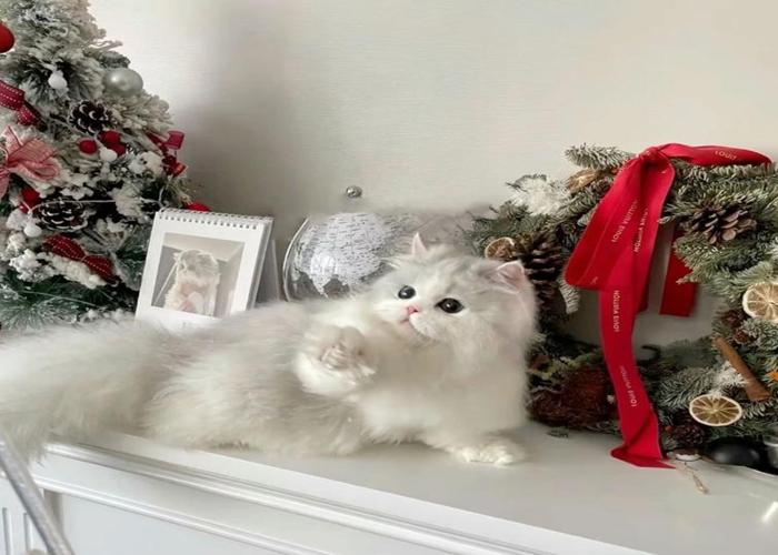 Hình ảnh mèo Giáng Sinh siêu thực cute