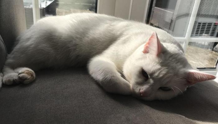 Hình ảnh mèo lười cute
