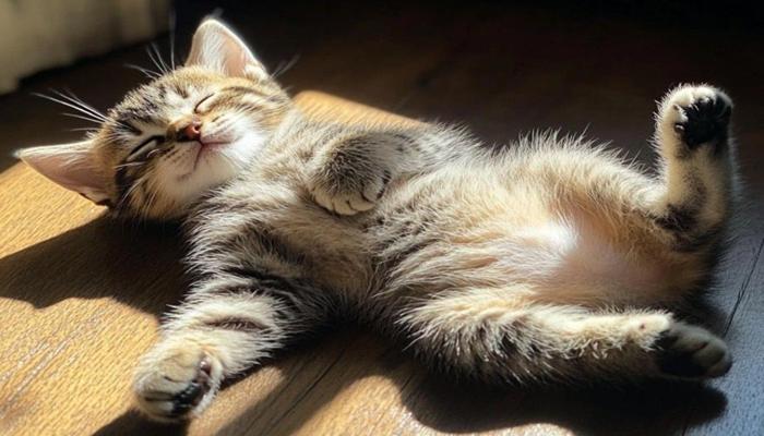 Hình ảnh mèo lười cute