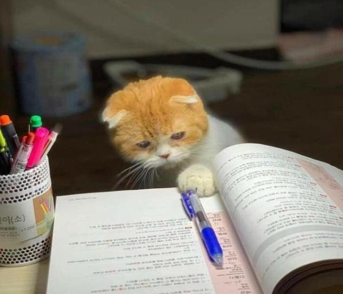 Hình ảnh mèo lười học