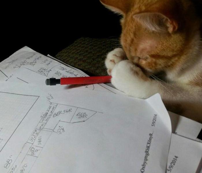 Hình ảnh mèo lười học