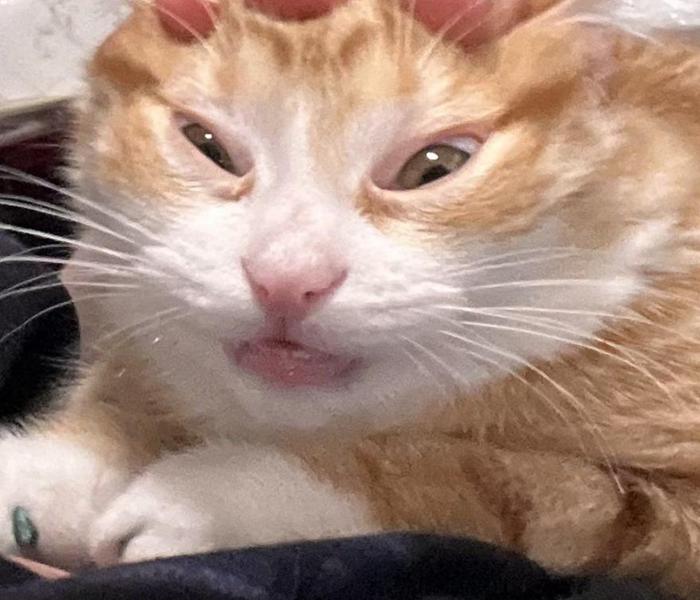 Ảnh meme mèo cực bựa lầy lội