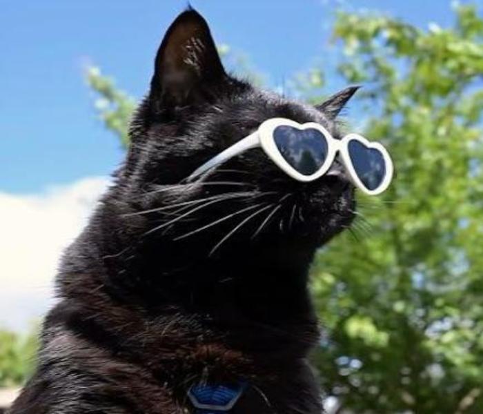 Hình ảnh mèo mun ngầu cool