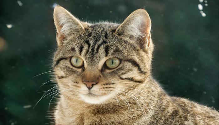 Khám Phá Bộ Ảnh Mèo Mướp Đẹp Siêu Thực, Cute Dễ Thương Muốn Xỉu