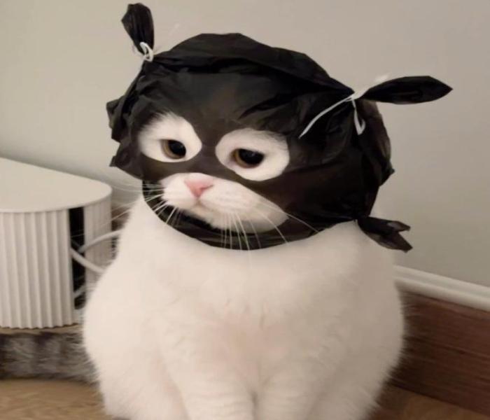 Hình ảnh mèo ngố cute xinh xỉu