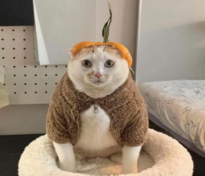 Hình ảnh mèo ngố cute xinh xỉu