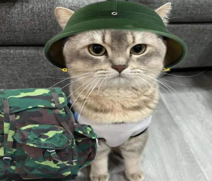 Hình ảnh mèo meme ngố hài hước