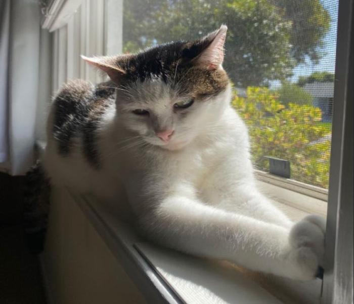 Ảnh mèo ngồi cute đáng yêu