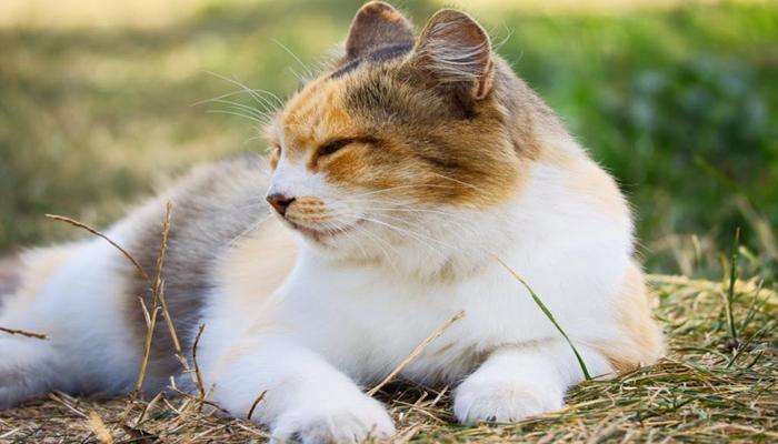 Mèo tam thể dễ thương
