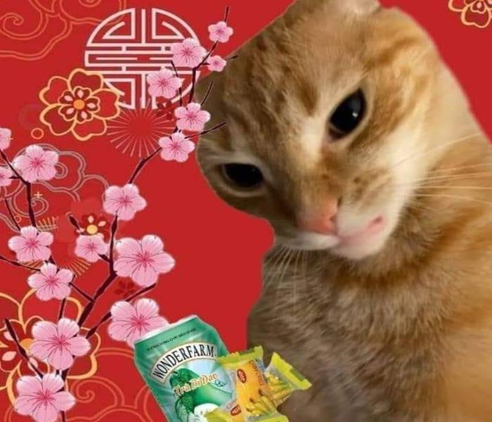 Hình ảnh mèo Tết meme