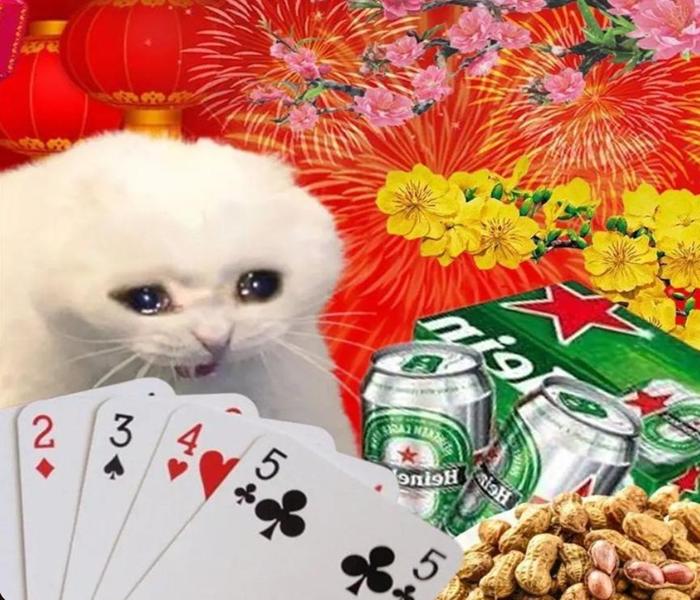 Hình ảnh mèo Tết meme