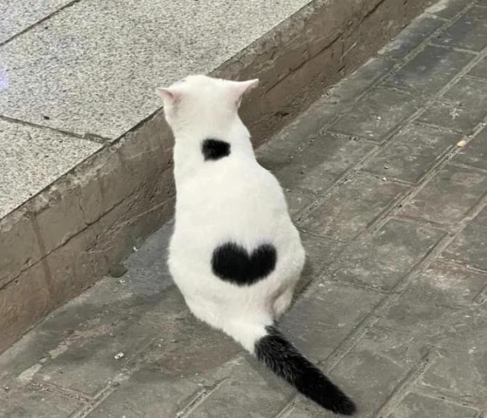 Lông mèo trái tim