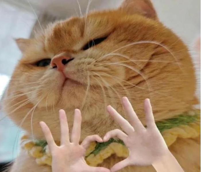 Bộ Sưu Tập +777 Ảnh Mèo Trái Tim Meme, Cute Dễ Thương – Avatar Free