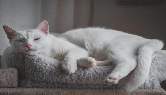 Hình ảnh mèo trắng trung thực, cute
