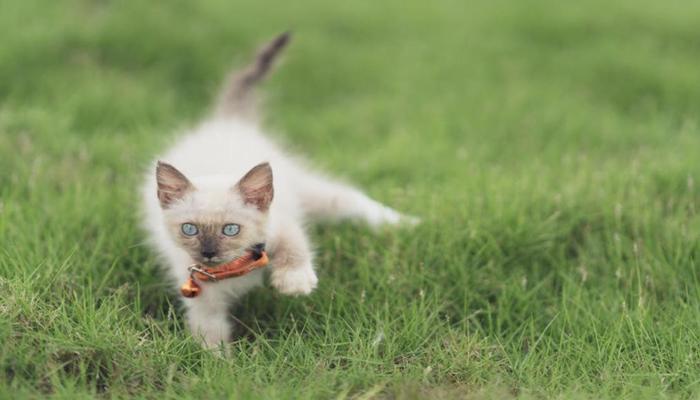 Hình ảnh mèo xiêm con cute