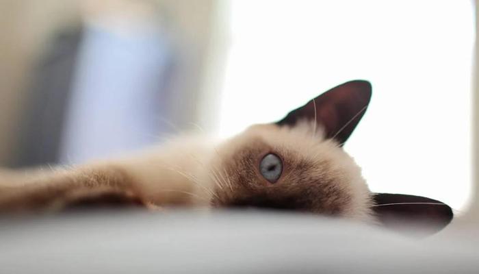 Hình ảnh mèo xiêm con cute