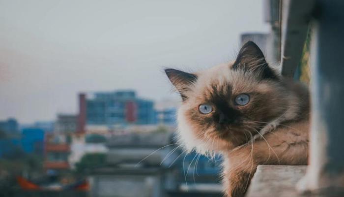 Hình ảnh mèo Xiêm đẹp xinh
